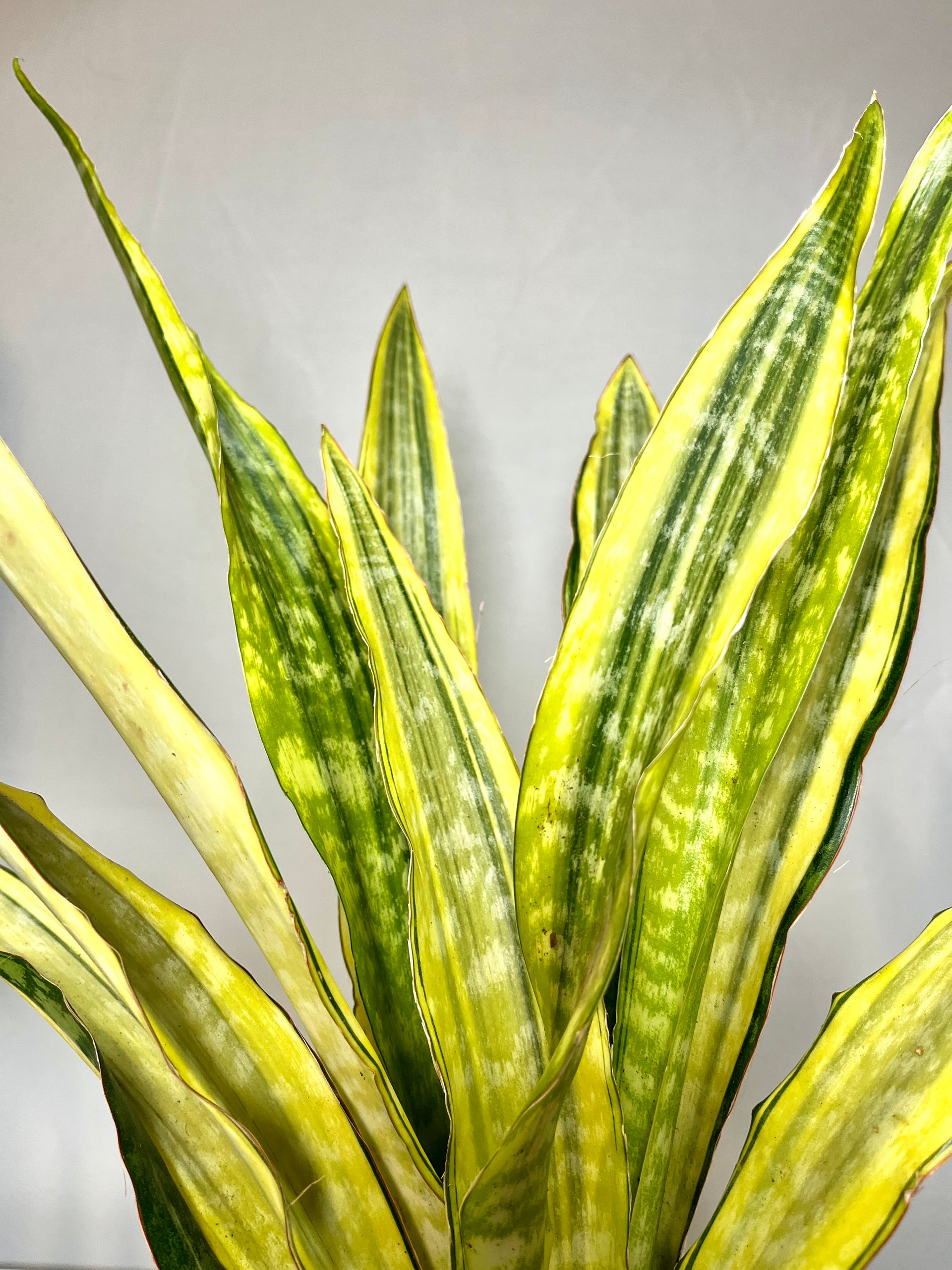 lauren sansevieria Sansevieria Aubrytniana Lauren – Plant Studio