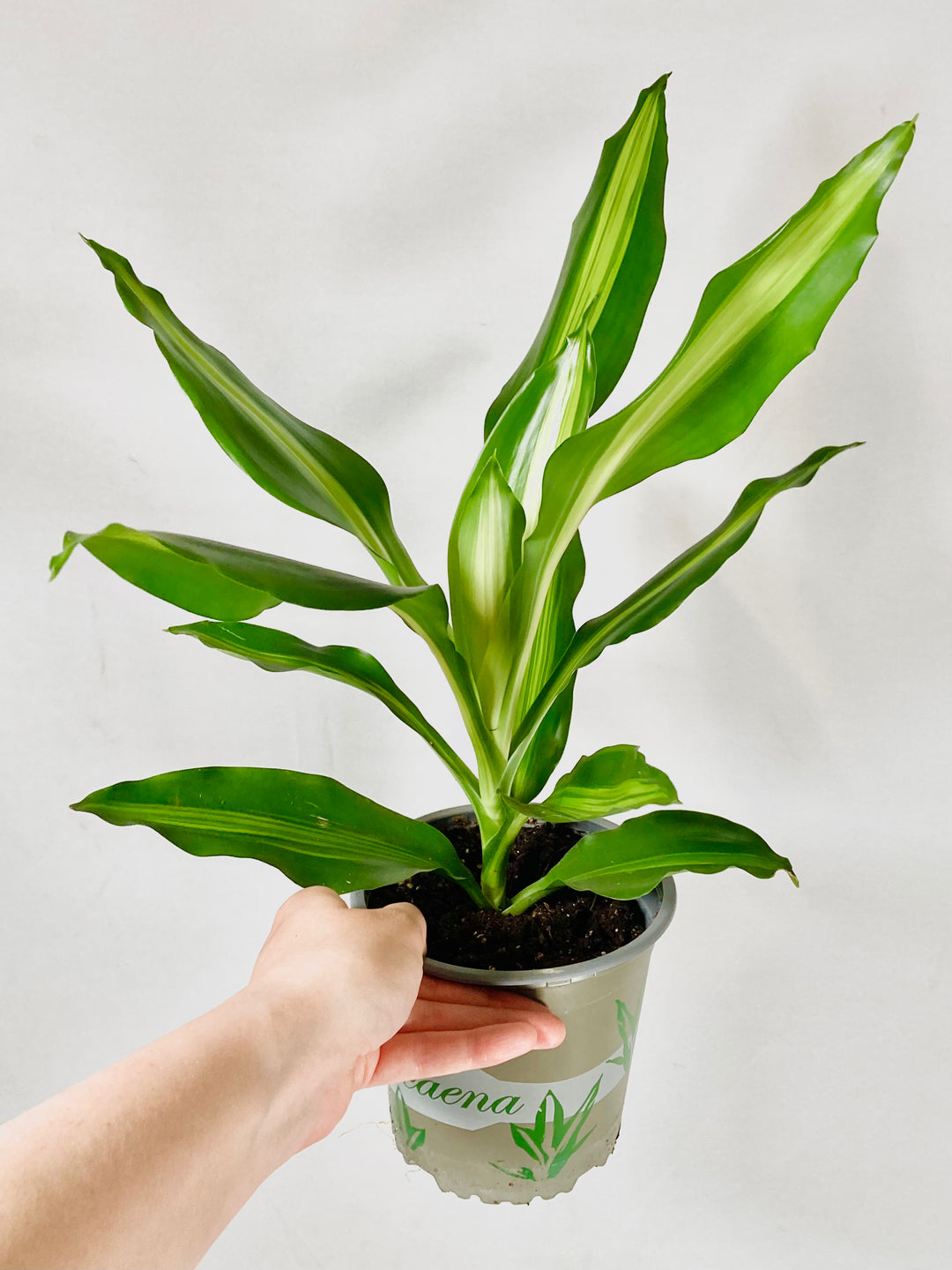 Dracaena Cintho