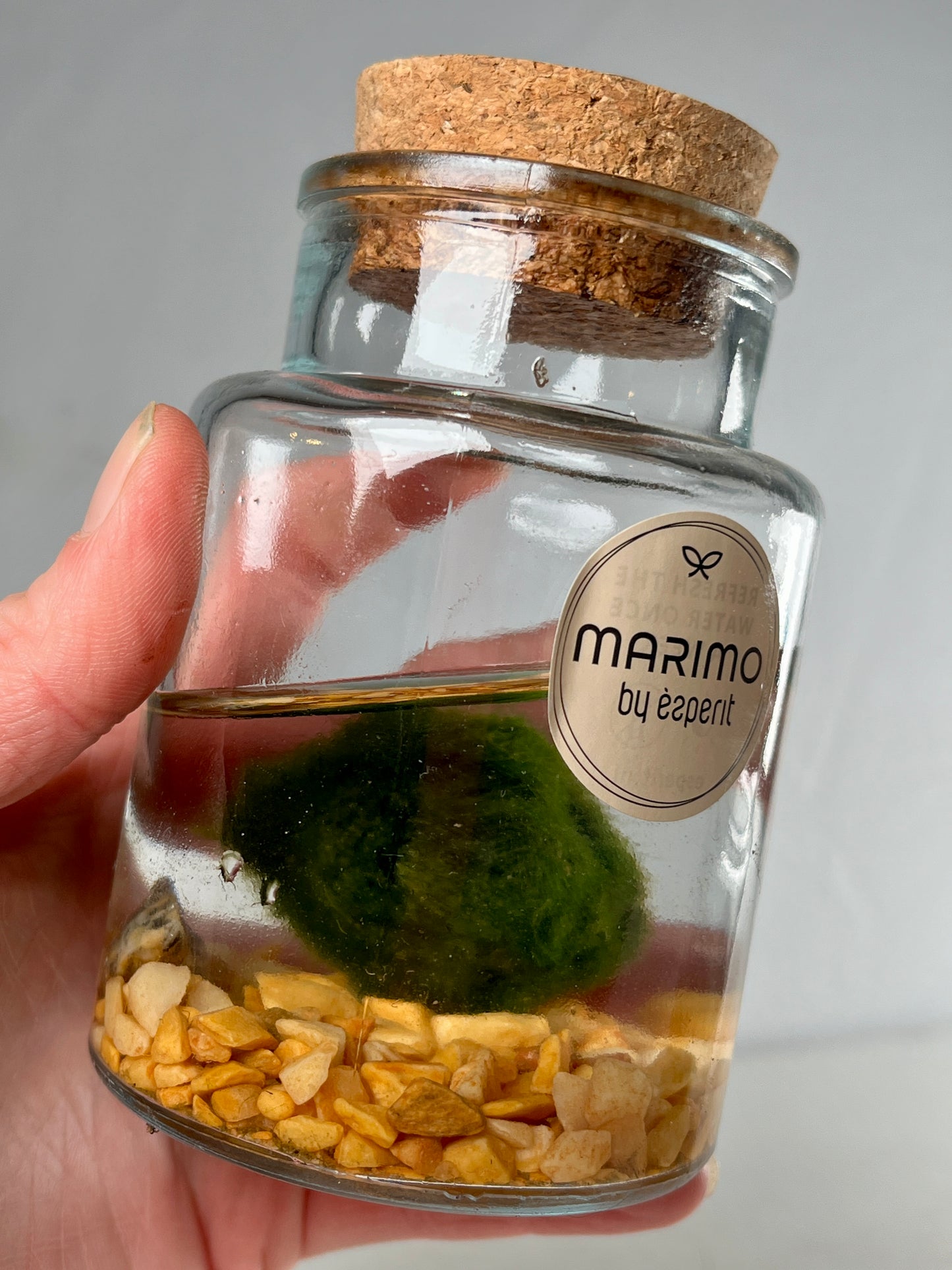 Marimo moss ball in glass - Aegagropila linnaei