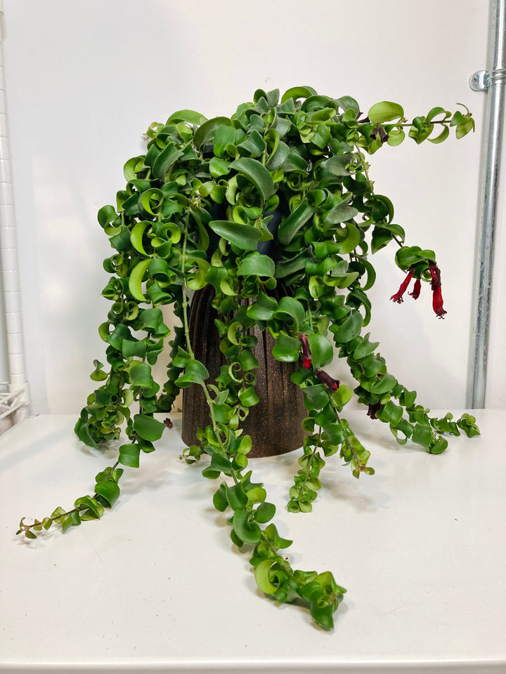 Aeschynanthus Mix - lipstick plant