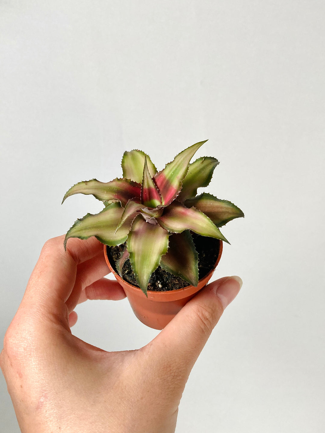 Cryptanthus- Red Star Bromeliad