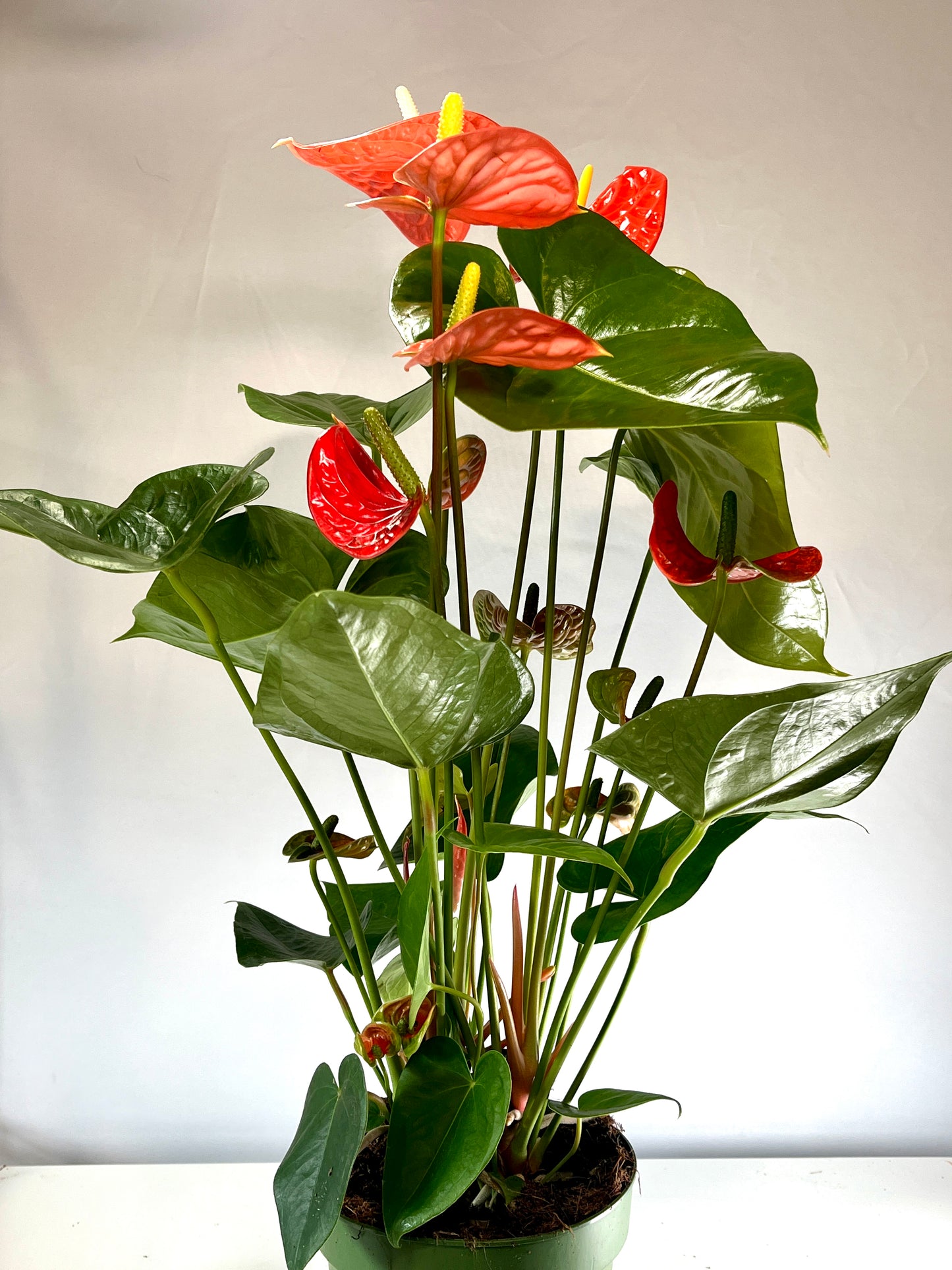 Anthurium Madural Orange