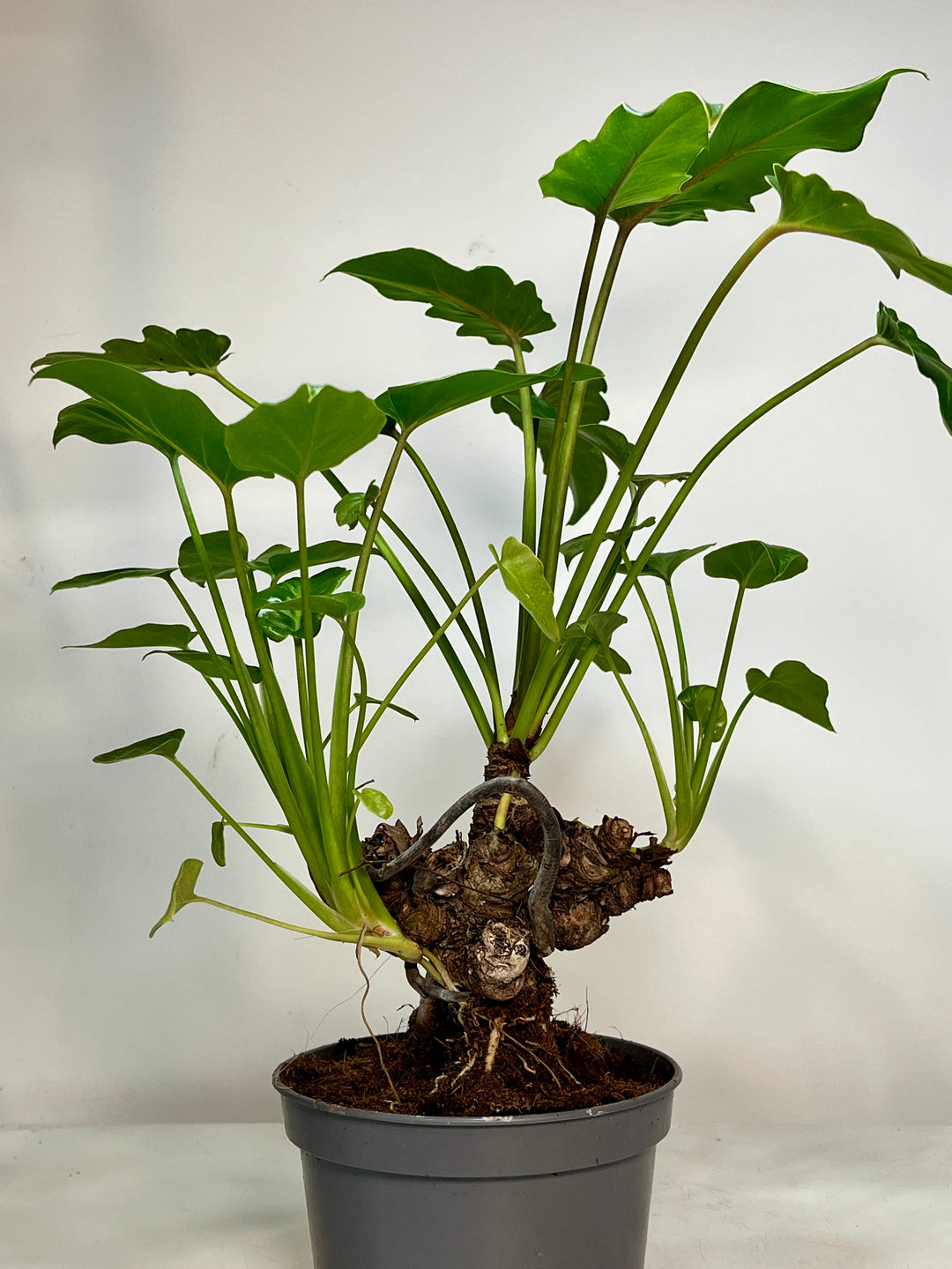 philodendron xanadu houseplant Philodendron Xanadu – Plant Studio