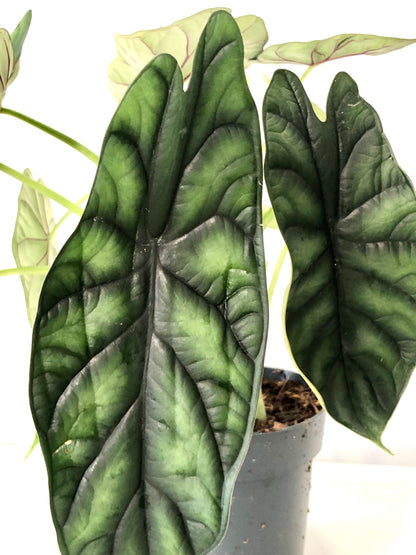 Alocasia Dragon Scale