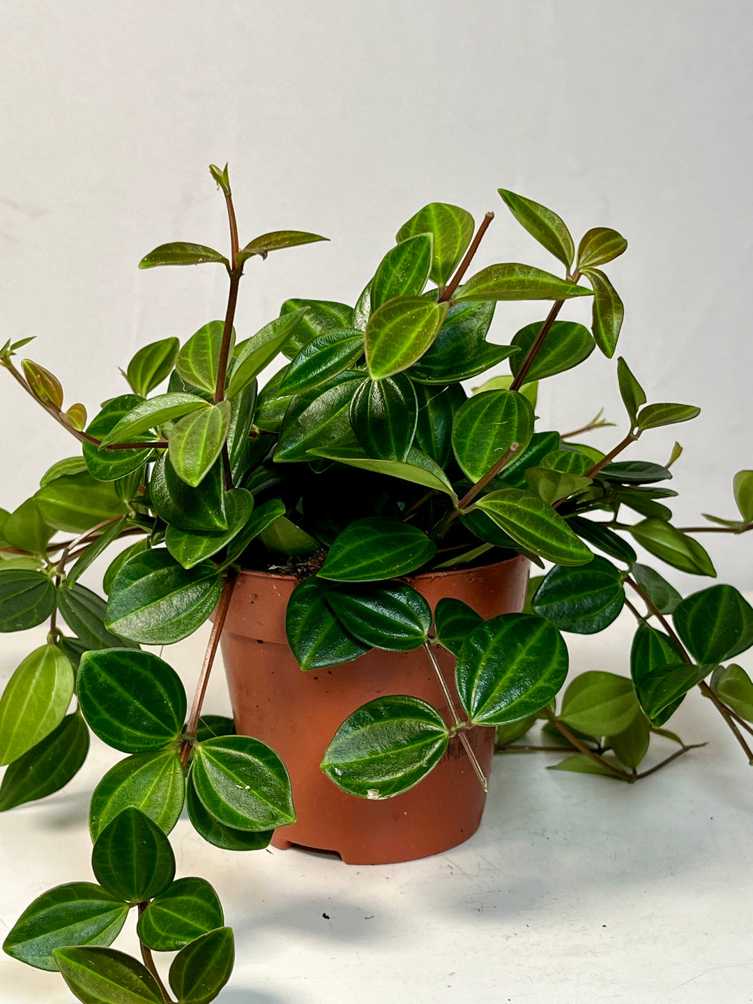 Peperomia Angulata-dark green beetle radiator plant
