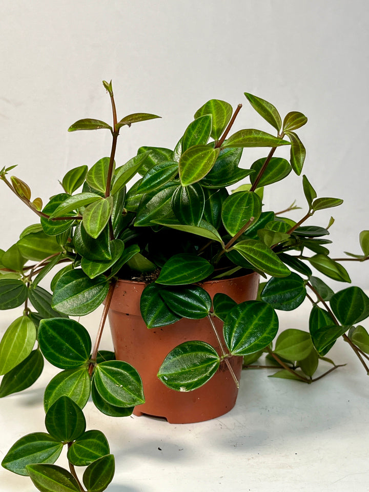 Peperomia Angulata-dark green beetle radiator plant