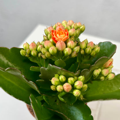 Kalanchoe Rosalina Oranje