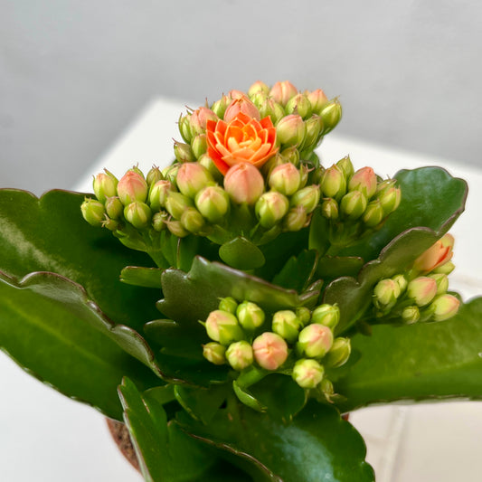 Kalanchoe Rosalina Oranje