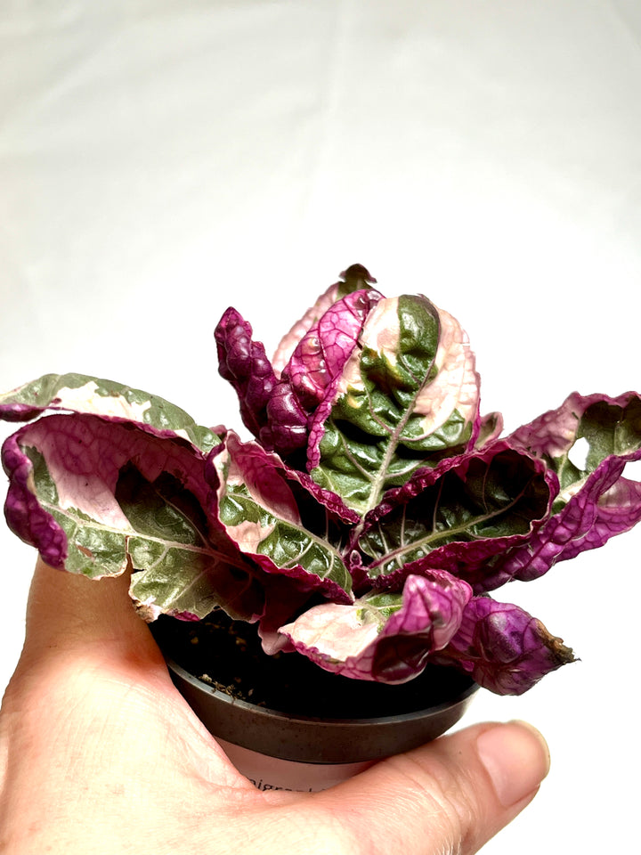 Hemigraphis Snow White