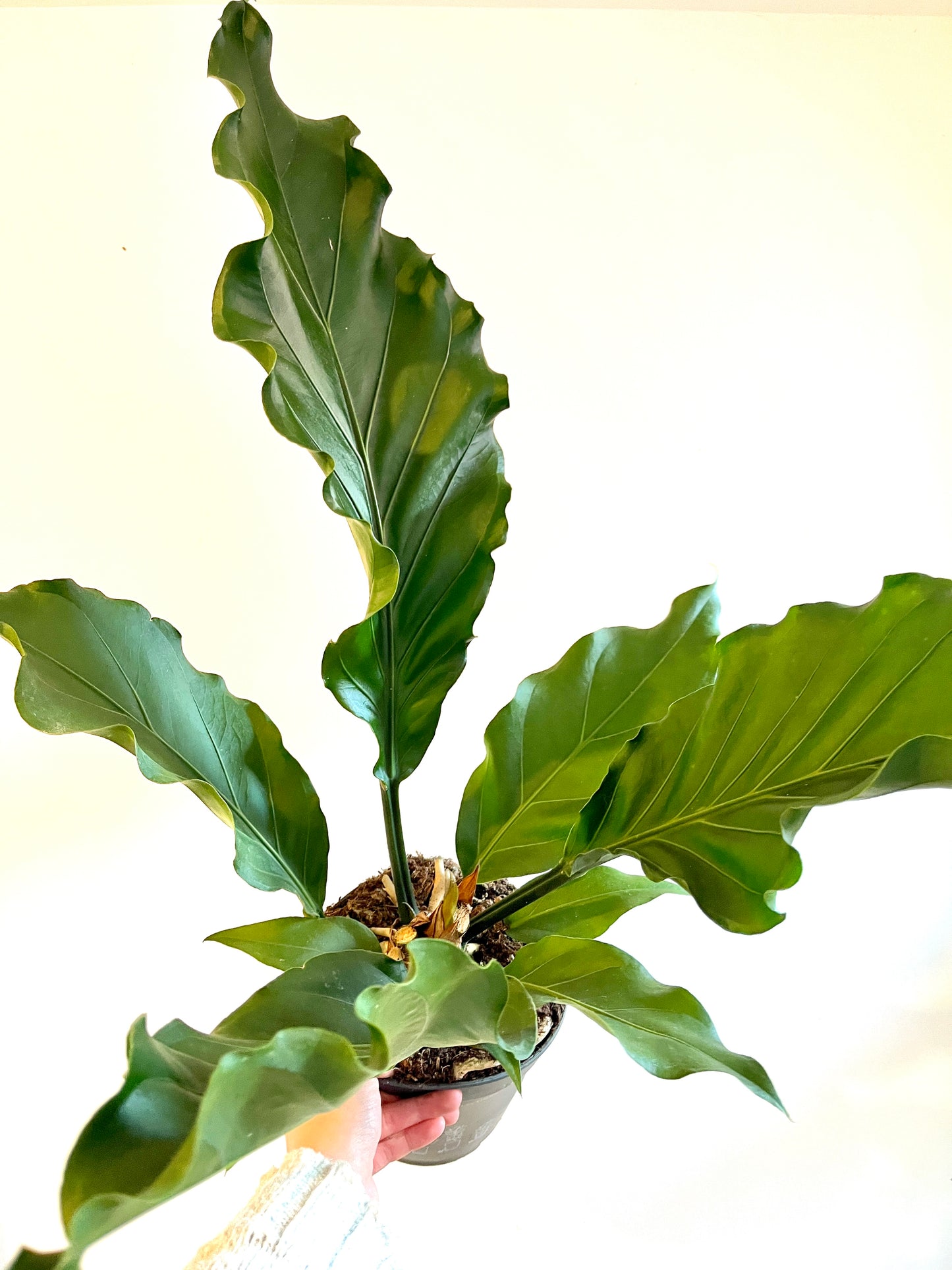 image.title image.title