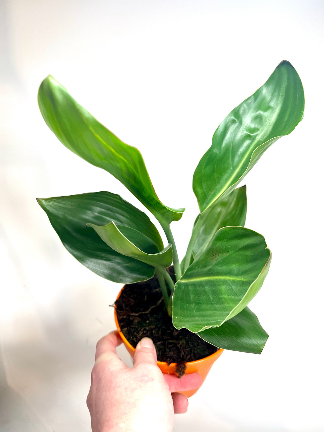 Strelitzia Reginea