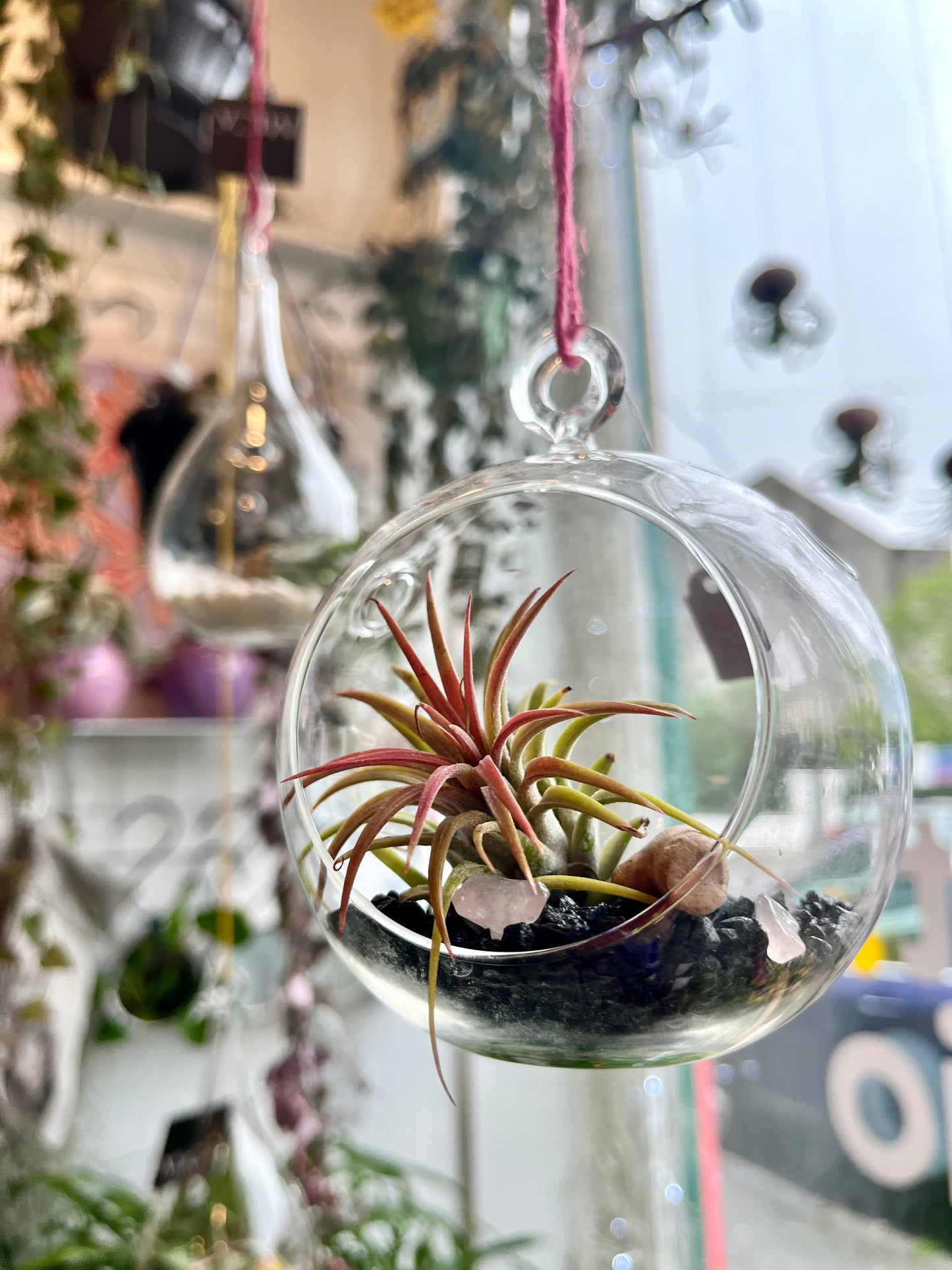 Glass bauble airplant terrarium