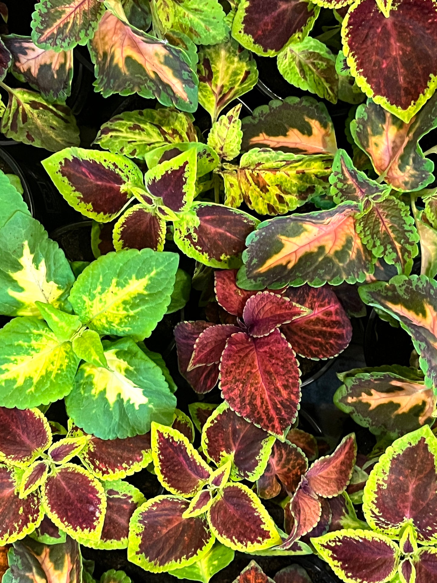 Coleus lucky dip