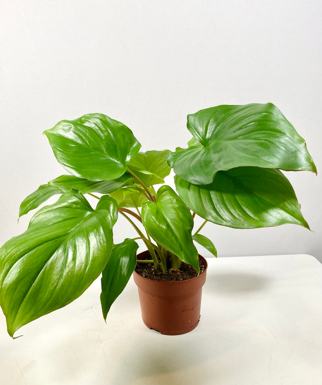Homalomena Maggy - Shield Plant