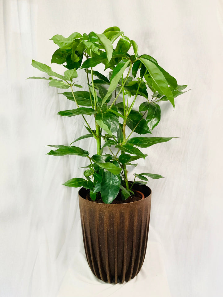 Schefflera amate – Umbrella Tree