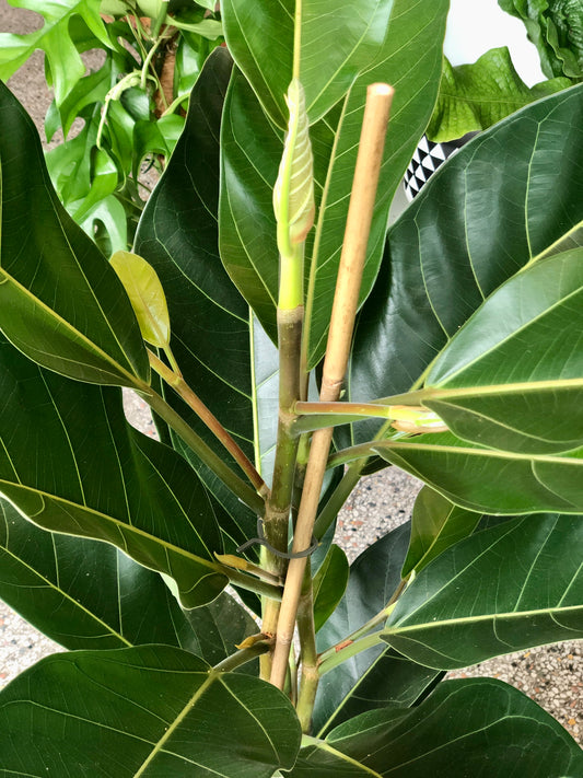 Ficus Benghalensis