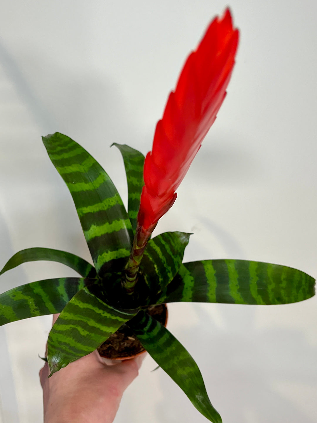 Vriesea ‘Era’ – Flaming Sword Bromeliad