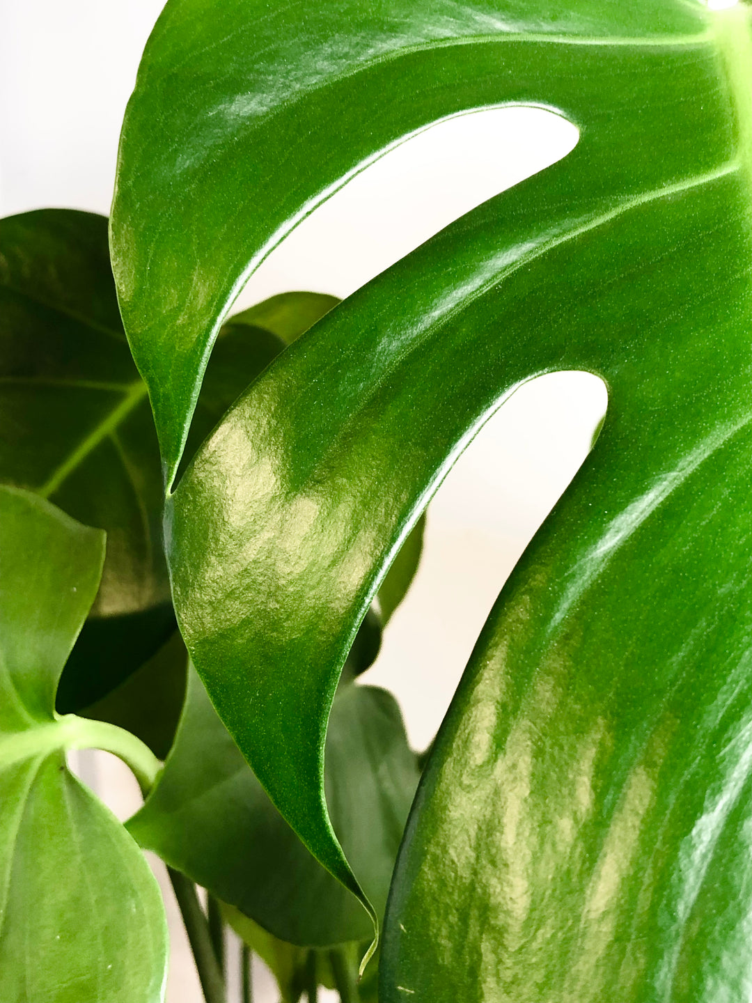 Monstera deliciosa- Swiss Cheese Plant