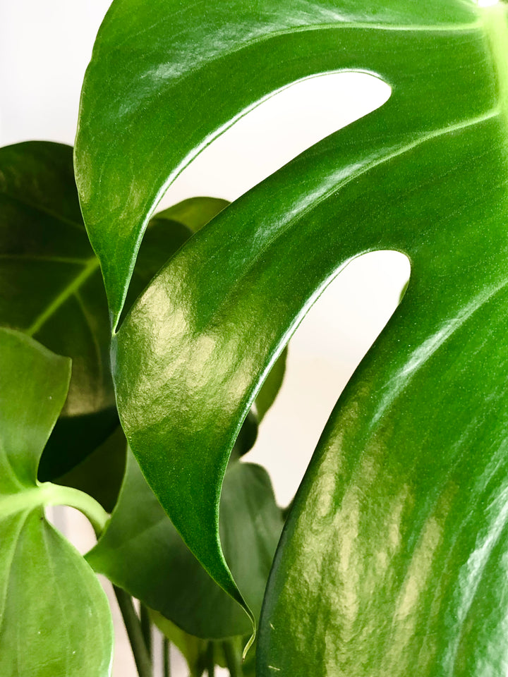 Monstera deliciosa- Swiss Cheese Plant
