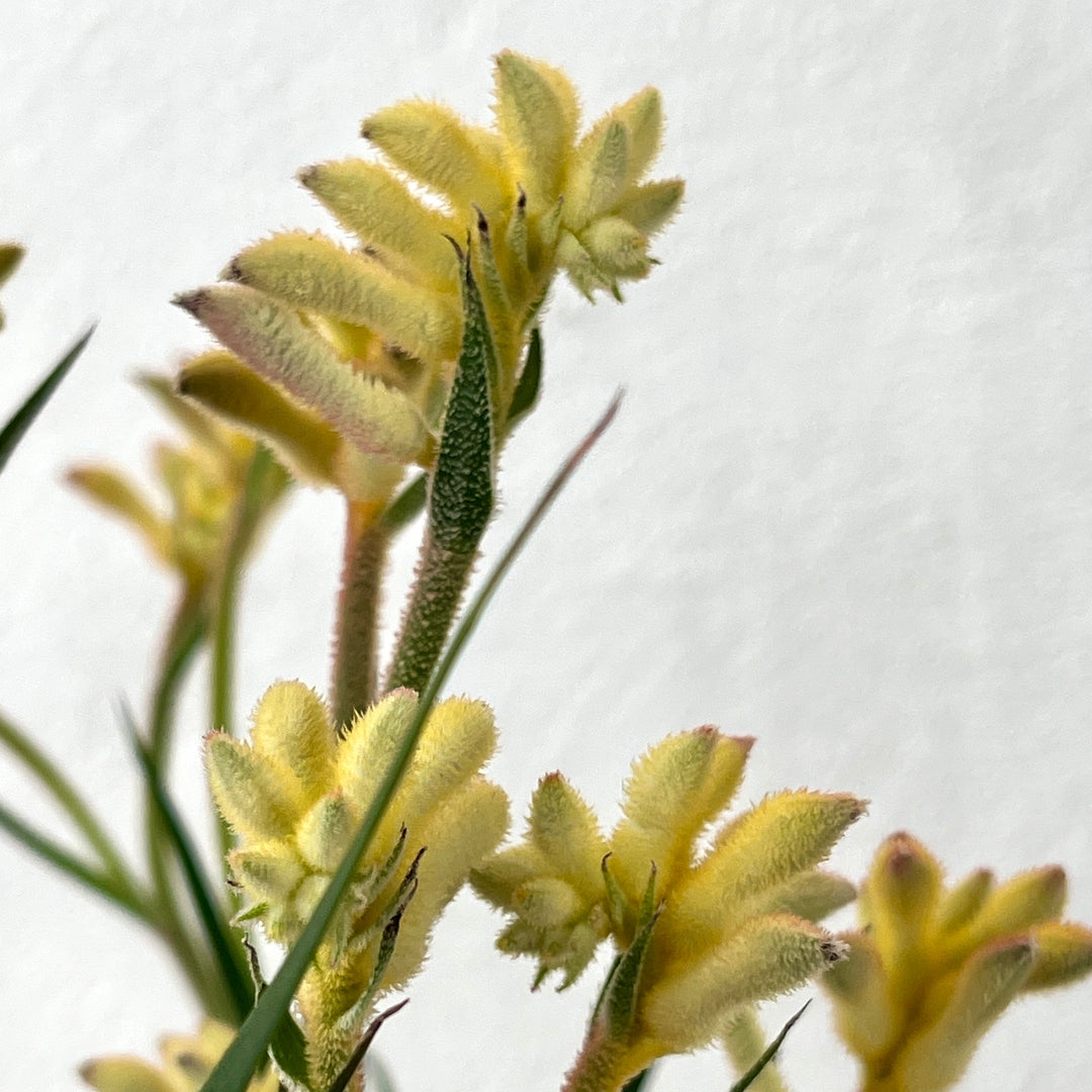 Anigozanthos Yellow- Kangaroo Paw