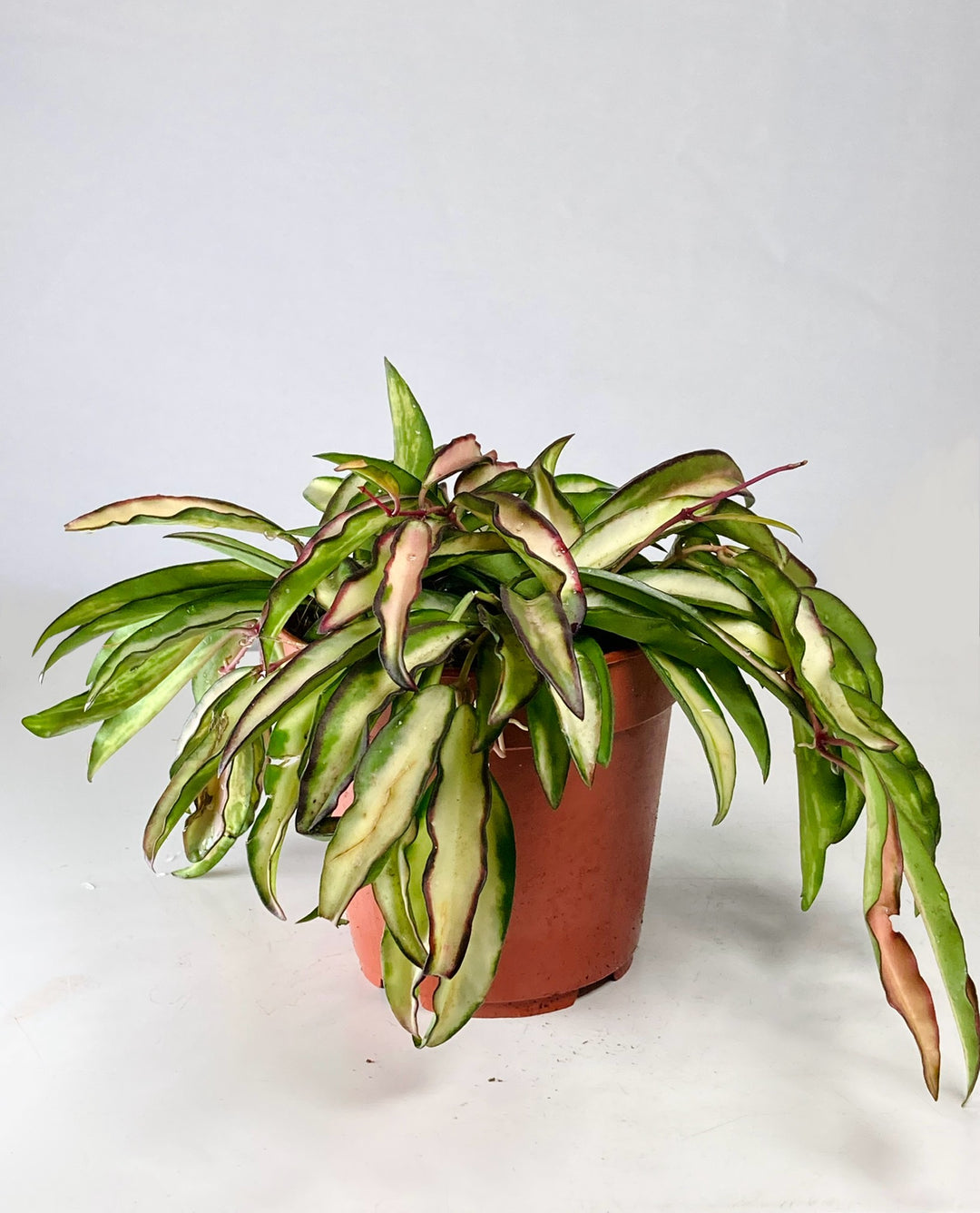 Hoya Wayetii Tricolour