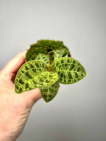 Macodes petola – Jewel Orchid