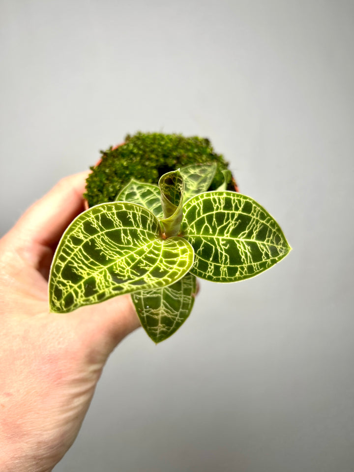 Macodes petola – Jewel Orchid