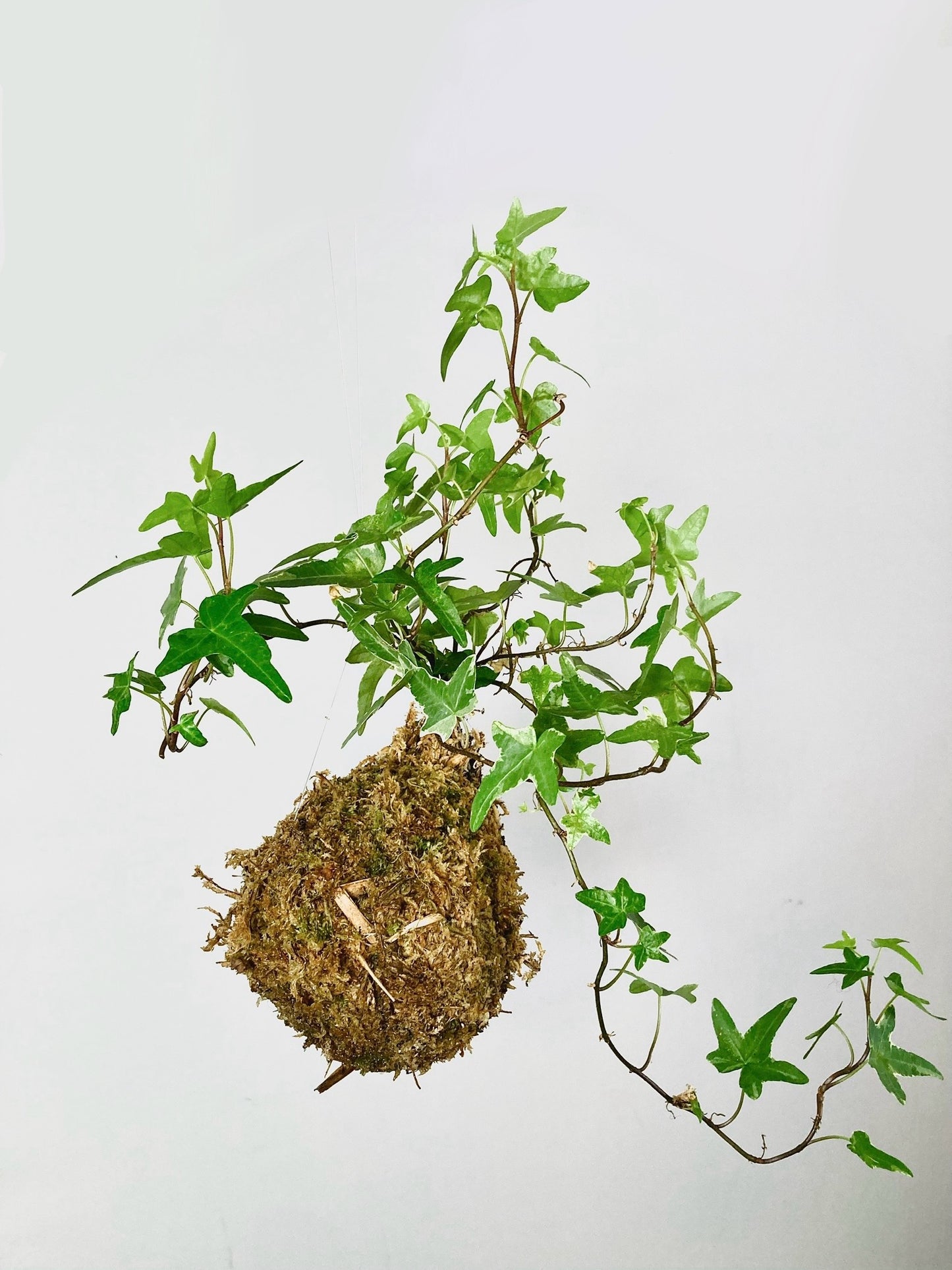 Kokedama