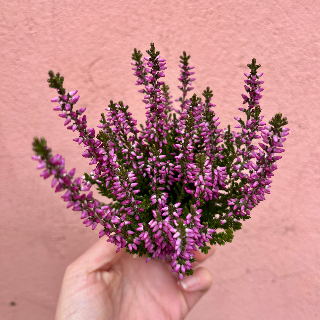 Calluna vulgaris ‘Beauty Ladies Mini Lilac’ - Heather ‘Beauty Ladies Mini Lilac’