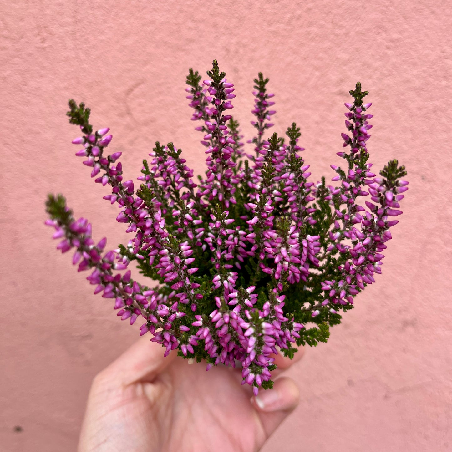 Calluna vulgaris ‘Beauty Ladies Mini Lilac’ - Heather ‘Beauty Ladies Mini Lilac’