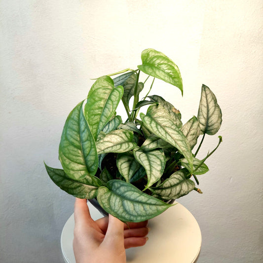 Monstera Siltepecana - Silver Monstera