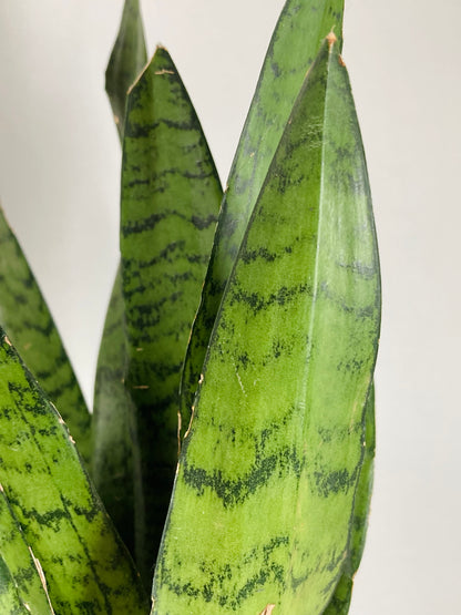 Sansevieria zeylanica -Snake Plant