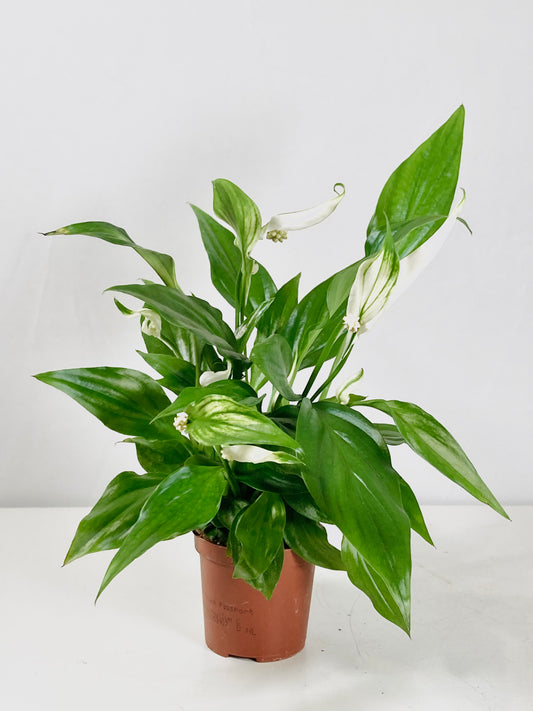 Spathiphyllum Pearl Cupido- peace lilly