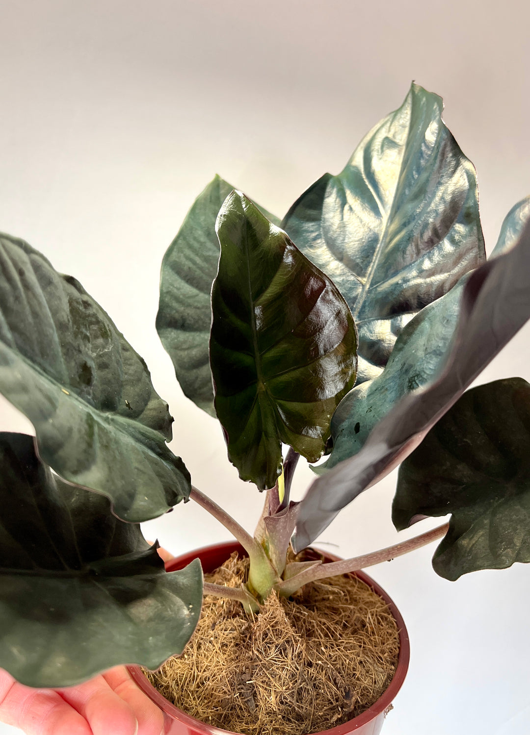 Alocasia black leaf