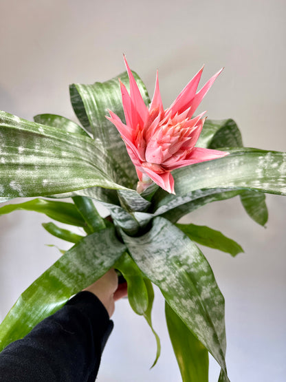 Aechmea fasciata ‘Primera’