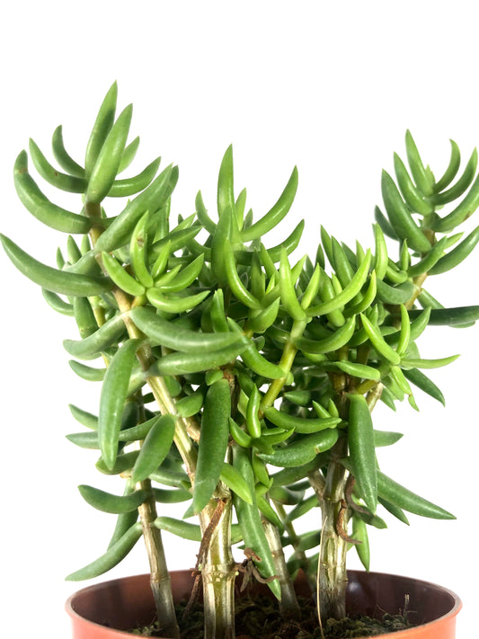 Crassula Tetragona