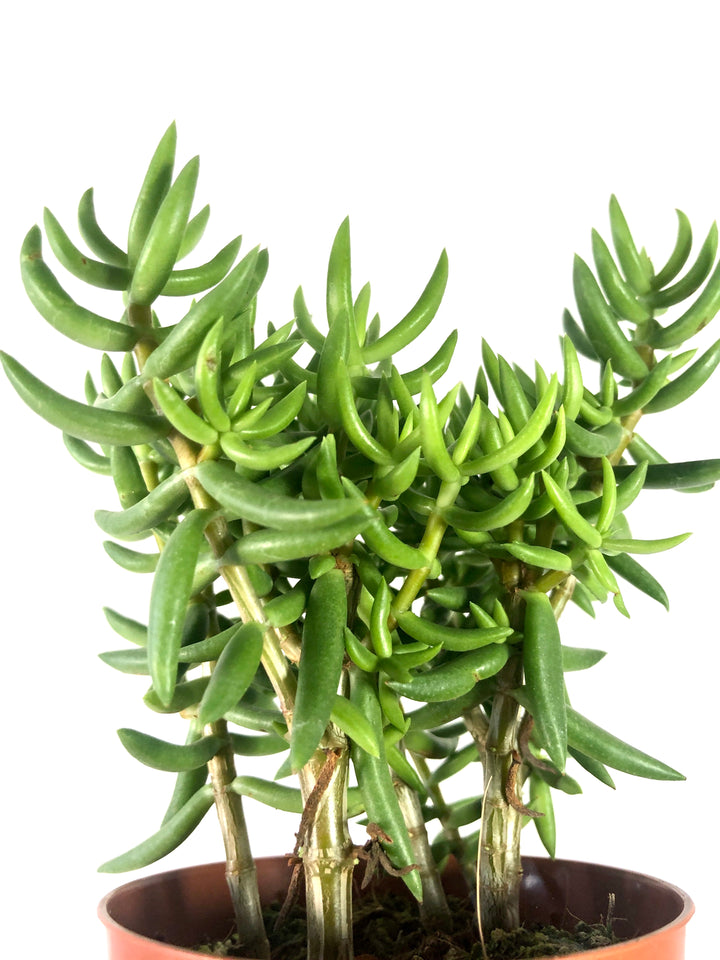 Crassula Tetragona