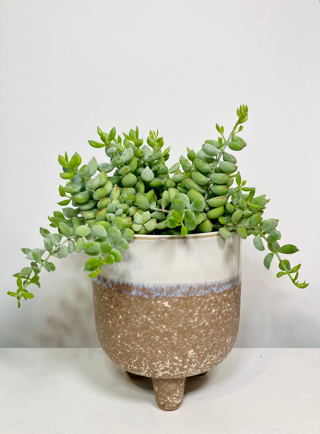 Cotyledon Pendens - Cliff Cotyledon