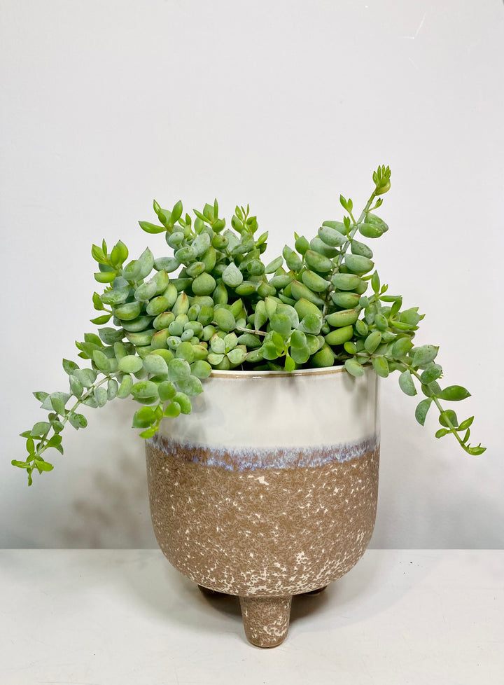 Cotyledon Pendens - Cliff Cotyledon