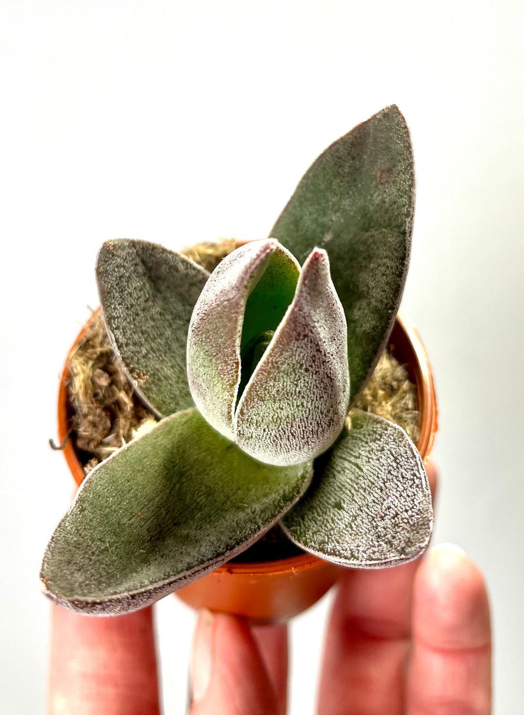 Crassula Garnet Lotus