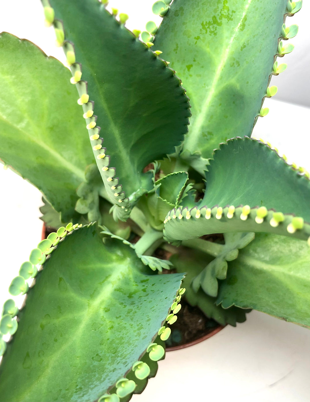 Kalanchoe  laetivirens - Mother of thousands