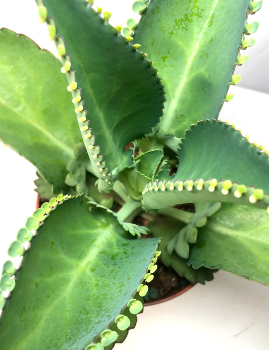 Kalanchoe Daigremontiana - Mother of thousands