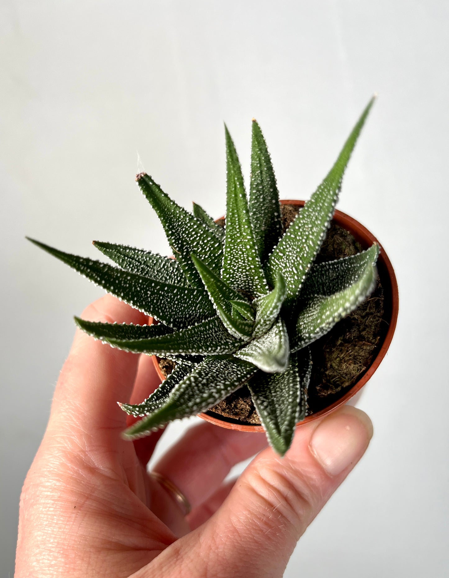 Haworthia concolor