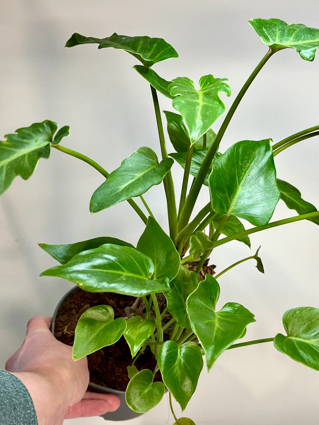 philodendron xanadu in water Philodendron Xanadu – Plant Studio