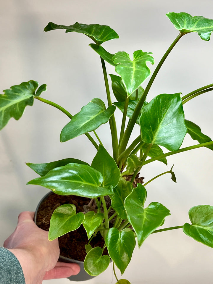 philodendron xanadu water Philodendron Xanadu – Plant Studio