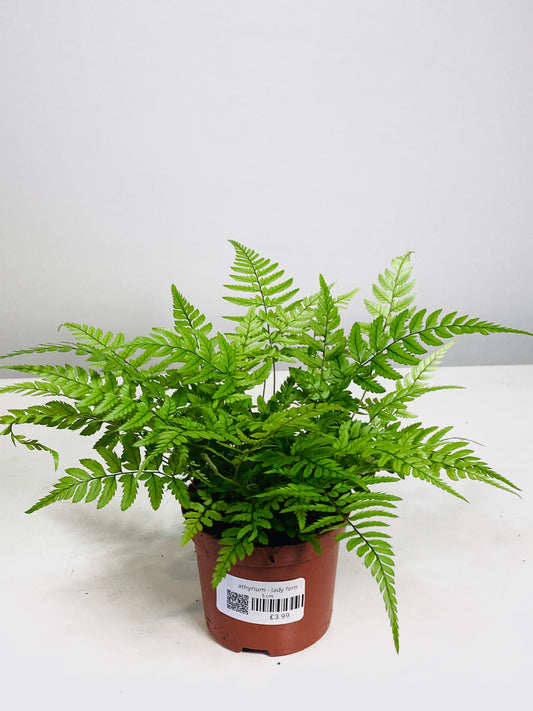 Athyrium - Lady Fern