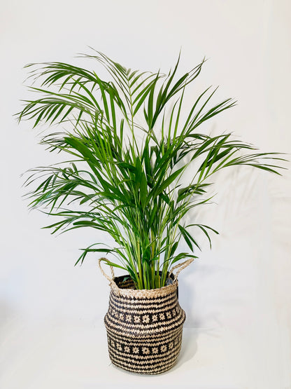 Dypsis Lutescens - Areca Palm