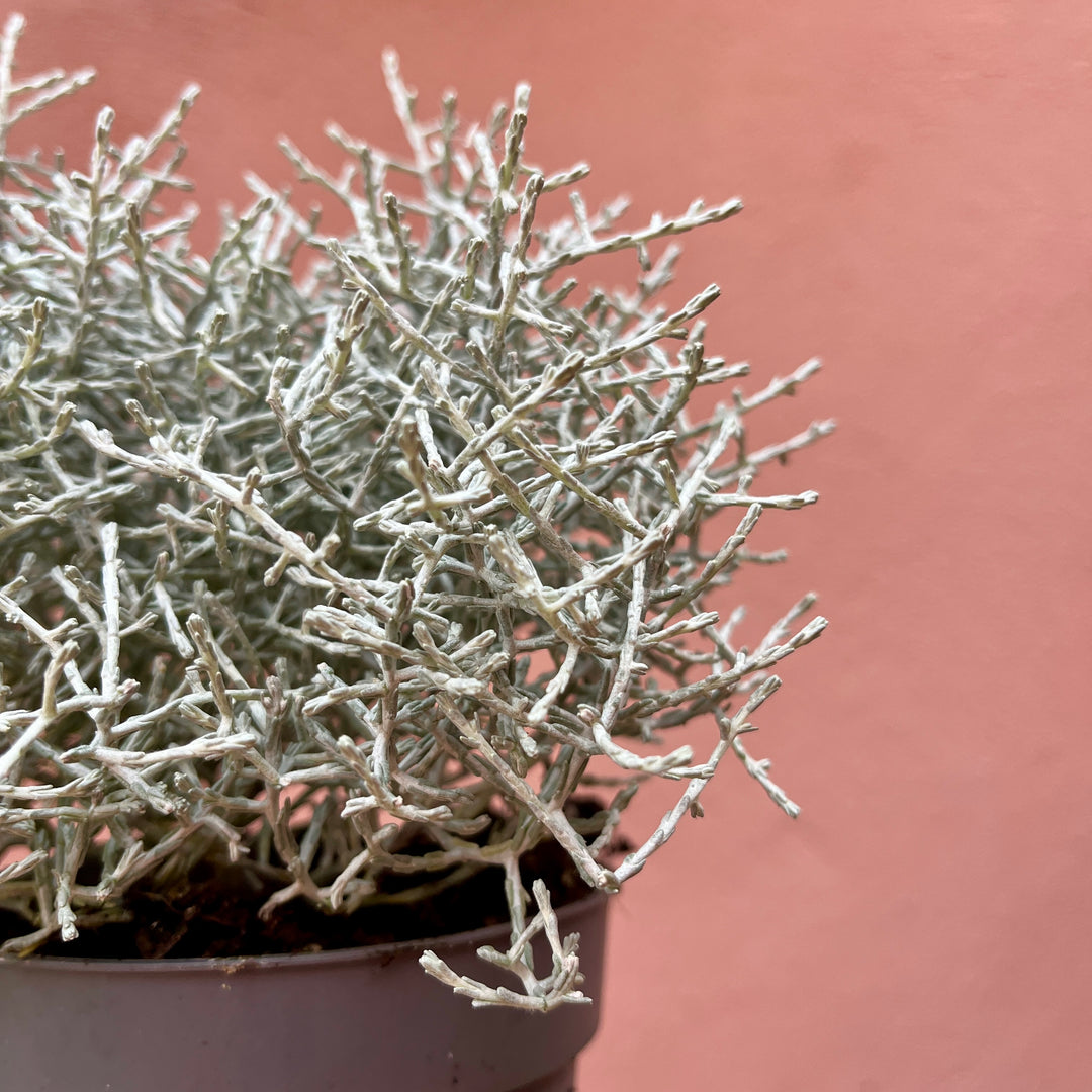 Calocephalus brownii - siver bush - Cushion bush
