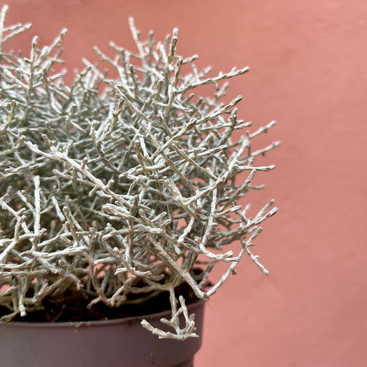 Calocephalus brownii - siver bush - Cushion bush