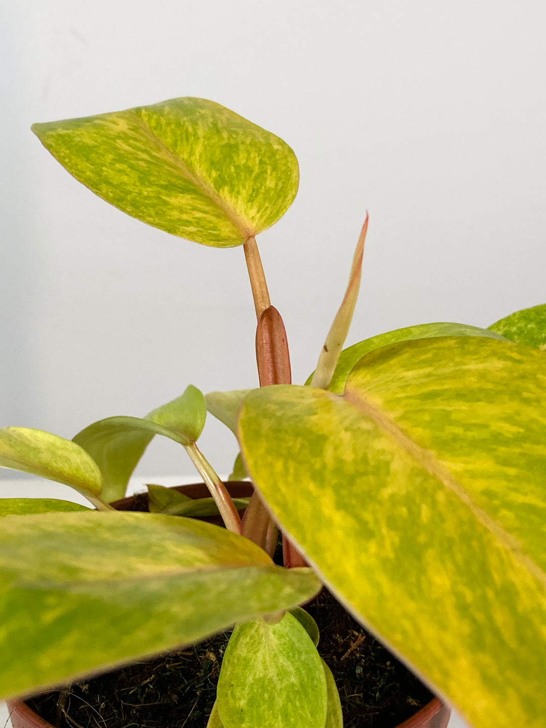Philodendron Painted Lady